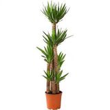Nadir İthal Yucca Tohumu Ekim Seti Avize Çiçeği Tohumu 5 Tohum Yuka Yukka Tohumu Saksı Toprak Kombin