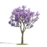 Nadir Jakaranda Ağacı Tohumu 50 Adet Tohum Jacaranda Mimosifolia