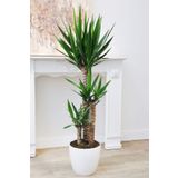 NADİR KAKTÜS 3 Gövdeli 130-150 cm Boyunda Yucca Bitkisi Yuka Avize Çiçeği Yukka