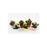 NADİR KAKTÜS Saksıda Canlı Kalonşo Çiçeği Kalanchoe Blossfeldiana