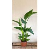 NADİR KAKTÜS Strelitzia Starliçe 80-110 cm Çift Gövdeli İç Mekan Salon Bitkisi
