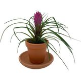 Nadir Kaktüs Tillandsia Cyanea (Air Plant)