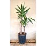 NADİR KAKTÜS Yucca Bitkisi 2 Gövdeli Yuka Bitkisi Avize Çiçeği 80 100 Cm Ev Bitkisi Salon Bitkisi 2liyuka