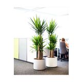 NADİR KAKTÜS Yuka Üç Kollu Yucca Bitkisi Yukka Ağacı 130-150 Cm