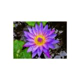 Nadir Mavi Renk Lotus Çiçeği Tohumu 3 Adet Egzotik Blue Lotus
