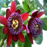 Nadir Passiflora Quadrangularis Tohumu Ekim Seti 3 Tohum Pasiflora Tohumu Saksı Toprak Kombin