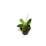 Nadir Tür Fuşay Renk Mum Çiçeği 10-20Cm Hoya Carnosa