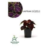 Nadir Tür Kolyos Yaprak Güzeli Çiçeği 1 Adet Saksılı (Coleus), GDB140624NA23