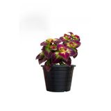 Nadir Tür Kolyos Yaprak Güzeli Çiçeği 1 Adet Saksılı (Coleus), GDB140624NA43