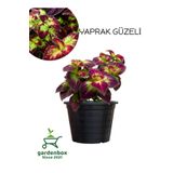 Nadir Tür Kolyos Yaprak Güzeli Çiçeği 1 Adet Saksılı (Coleus), SRD1322025BYB32