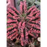Nadir Tür Pembe Renk Çiçeği Saksılı 10-15 cm Kalanchoe Daigremontiana