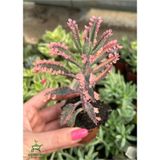 Nadir Tür Pembe Renk Çiçeği Saksılı 10-15cm Kalanchoe Daigremontiana