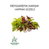 Nadir Tür Yaprak Güzeli Çiçeği 10 Adet Kolyos (Coleus)