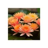 Nadir Turuncu Renk Lotus Çiçeği Tohumu 1 Adet Egzotik Orange Lotus