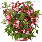 Nadir Xl Deep Rose White Küpe Çiçeği Fidesi 2 Adet