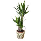 Nadir Yucca Ağacı Tohumu 5 Adet Tohum Avize Çiçeği