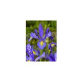 Nandina Botanik 2 Adet Iris-Süsen Pureobractea Çiçek Soğanı Kod 4000 Renkli
