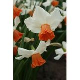 Nandina Botanik 3 Adet Yoğun Kokulu Nergis Çiçek Soğanı (Narcissus LONGISPATHUS)-KOD36 - Yok