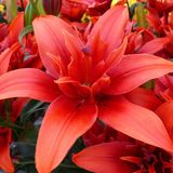 Nandina Botanik 3 Katmerli Kırmızı Kokulu Lilyum (Zambak) Çiçeği Soğanı Zarif Bitki - 1