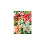 Nandina Botanik 4'lü Kokulu Lilyum (Zambak) Çiçeği Soğanı - 1