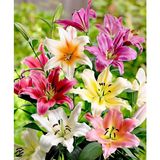 Nandina Botanik 5 Adet 5 Renk Karışık Kokulu Lilyum (Zambak) Çiçeği Soğanı - 1