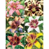 Nandina Botanik 6 Adet Kokulu Lekeli Lilyum (Zambak) Çiçeği Soğanı Estetik Görünüm ve Hoş Koku - 1