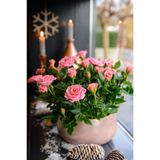 NANDİNA BOTANİK Canlı Yediveren Açık Pembe Bodur Gül Fidanı (salon Gülü)