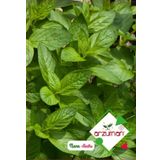 Nane Tohumu Kokulu Nane Tohum Aromalı Nane Tohum -Adet Seçiniz 5 Paket 500 Adet