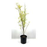 Nar Fidanı Devedişi 2-3 Yaş 80 Cm Bol Verimli Soğuğa Dayanıklı, BTSM15