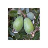 NARENCİYE FİDANIM Tüplü Feijoa (KAYMAK AĞACI) Fidanı