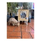narım Kedi Kulübesi Kedi Yuvası Kedi Evi 30x33x36cm Iç Ve Dış Mekan Su Geçirmez Isı Yalıtımlı Özel Tasarım