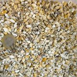 Nassa Shell Kiloluk Deniz Kabuğu 250 GR