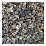 Nassarius Gaudiosus Kiloluk Deniz Kabuğu - 1 KG