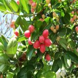 Natal Eriği Tohumu (3 tohum)