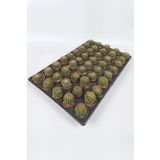 Natocactus Ubelmanianus Kaktüsü TOPTAN 45 Adet (1 Viyol 5.5 cm Saksıda)