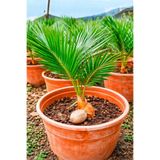 natura Cycas ( Japon Palmiyesi )
