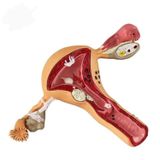 Naturachi Uterus Pelvik Taban Maketi Model 41