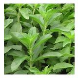Natural Şeker Otu Stevia Tohumu (40 tohum)