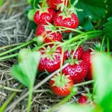 Natural Tüplü 5 Adet Tüplü Rubigem Çilek Fidesi
