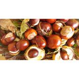 Naturalköyürünleri Fesmina At Kestanesi Yağı 20 Ml