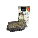 Nature Plane Kedi Çimi 500ML