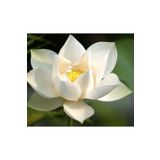 Naturel Tohum 4 Renk Karışık Lotus Çiçeği Tohumu Tropikal Çiçek Tohumları (2 Adet Tohum)