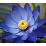 Naturel Tohum Karışık Renkli Lotus Çiçeği Tohumu