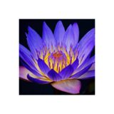 Naturel Tohum Mavi Lotus Çiçeği Tohumu & Nelumbo Tropikal Çiçek Tohumları (2 Adet Tohum)