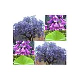 Naturel Tohum Paulownia Ağacı - Dev Ağaç Tohumu Tropikal Ağaç Tohumları (5 Adet Tohum)