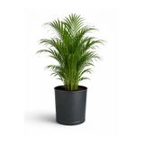 NATURELMETAL GALVANİZ METAL SAKSI İÇ VE DIŞ MEKAN BÜYÜK BOY ---40 CM ÇAP, 35 CM YÜKSEKLİK,44 LT, İÇ VE DIŞ MEKAN