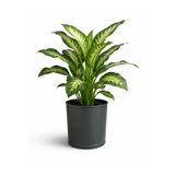 NATURELMETAL GALVANİZ METAL SAKSI İÇ VE DIŞ MEKAN KÜÇÜK BOY ---28 CM ÇAP, 24 CM YÜKSEKLİK,15 LT