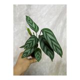 nazlı çiçekçilik Calathea Anulque Dua Çiçeği 5,5lik Saksıda