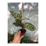 nazlı çiçekçilik Calathea Makoyana Dua Çiçeği İç Mekan Bitkisi 0,7lik Saksıda