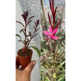 nazlı çiçekçilik Gaura Lindheimeri Gavura Çiçeği 5,5’luk Saksıda